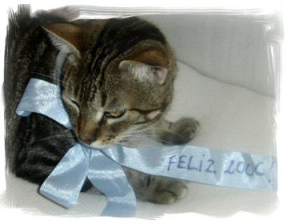 Meeoooww! Feliz 2006!!!